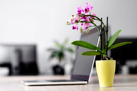 The Benefits of Having Natural Flowers in the Office